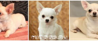 Купание собак чихуахуа: как правильно мыть, частота купания собаки, чт необходимо.