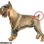 Купирование-хвоста-у-собак-1