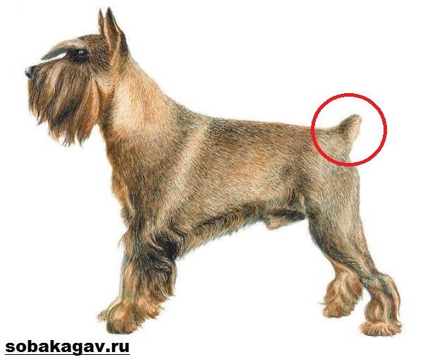 Купирование-хвоста-у-собак-1
