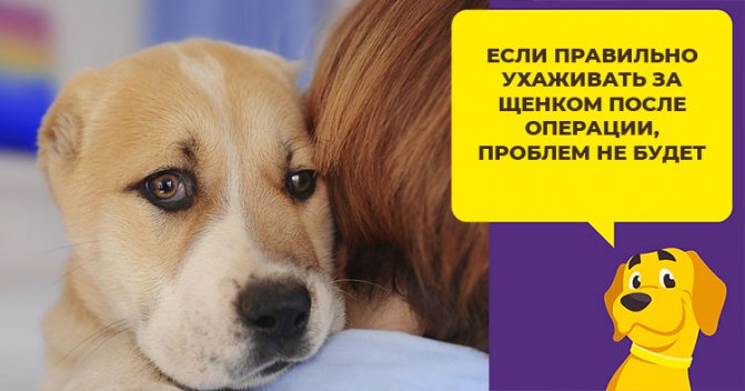 Купирование ушей и хвоста у алабая: мнения ветеринаров