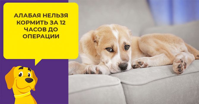Купирование ушей и хвоста у алабая: мнения ветеринаров