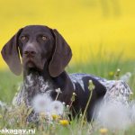Курцхаар-собака-Описание-особенности-уход-и-цена-курцхаара-7