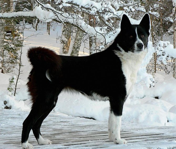 Лайка на охоте