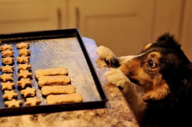 Лакомства для собак