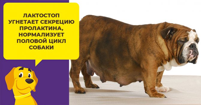 Лактостоп - безопасный препарат для угнетения лактации у собак