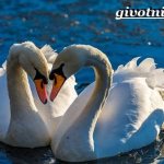 Лебедь-шипун-Образ-жизни-и-среда-обитания-лебедя-шипуна-18