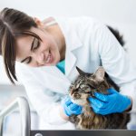 Лечение кошки котэрвином