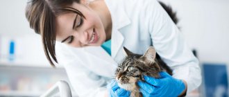 Лечение кошки котэрвином