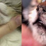 Лечение лишая у кошек в домашних условиях