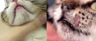 Лечение лишая у кошек в домашних условиях