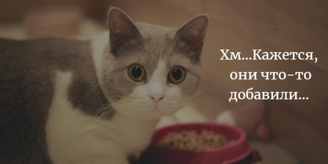 Лекарство можно смешать с кормом
