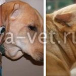 лимфома у собак лечение и прогноз