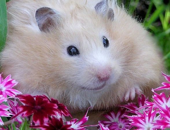 Лишай у хомяка