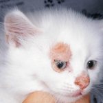 Лишай у котенка