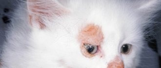 Лишай у котенка
