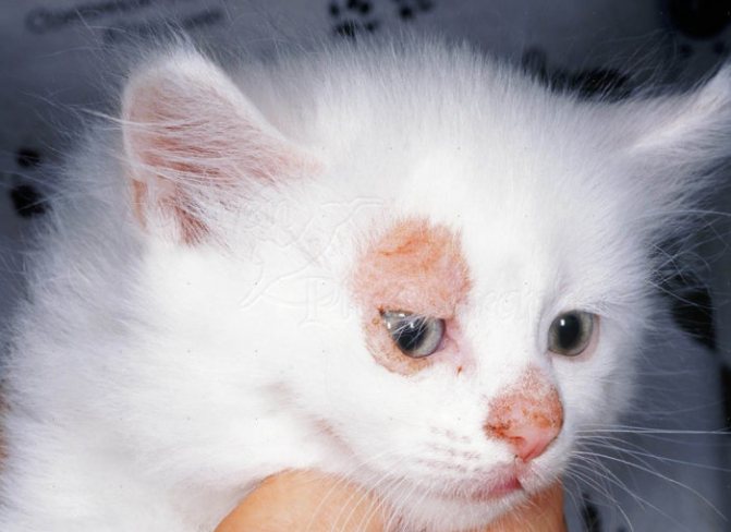 Лишай у котенка