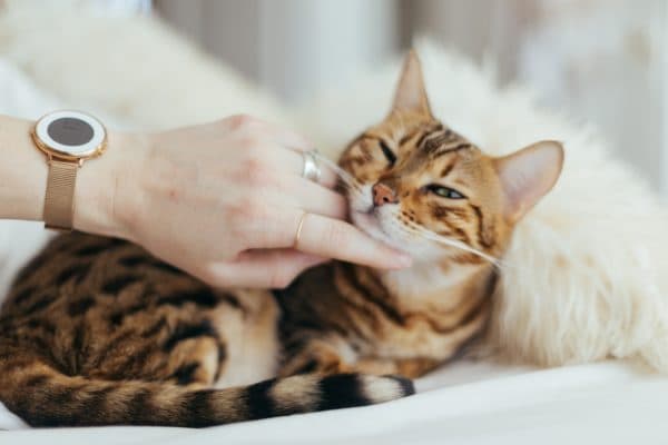 Лучшие места для поглаживания кота