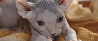 Лысые кошки