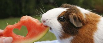 Любимица не желает кушать, почему