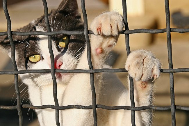 любопытная кошка подсматривает через забор
