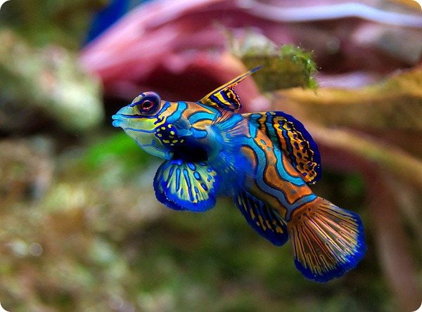 Мандаринка рыба (лат. Synchiropus splendidus)
