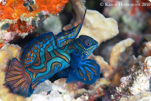 Мандаринка рыба (лат. Synchiropus splendidus)