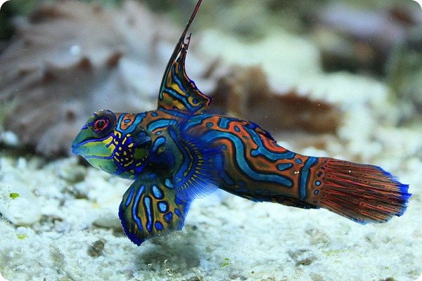 Мандаринка рыба (лат. Synchiropus splendidus)