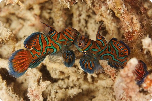 Мандаринка рыба (лат. Synchiropus splendidus)