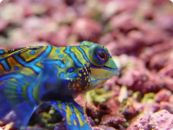 Мандаринка рыба (лат. Synchiropus splendidus)