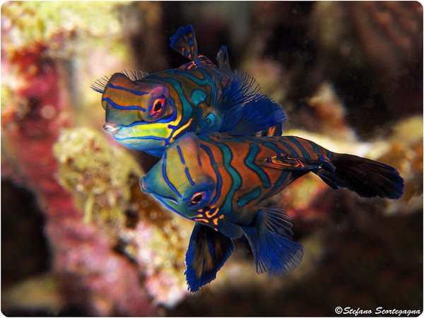 Мандаринка рыба (лат. Synchiropus splendidus)