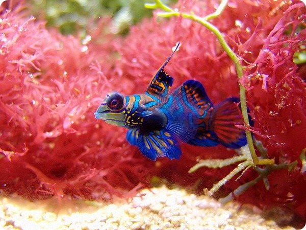Мандаринка рыба (лат. Synchiropus splendidus)