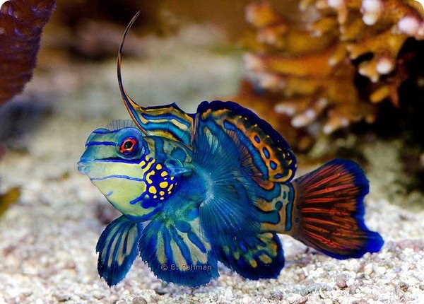 Мандаринка рыба (лат. Synchiropus splendidus)