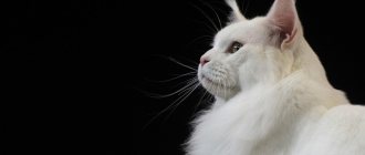 Мейн-кун: характер, размеры, вес, уход, фото