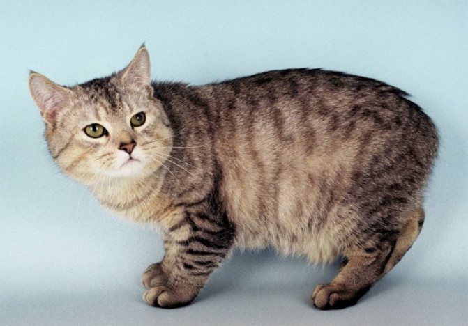 Мэнская кошка