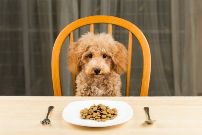 Мерный стаканчик для сухого корма royal canin