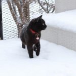 Мерзнут ли кошки зимой читайте статью