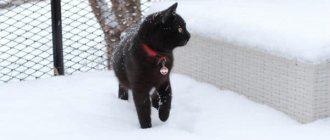 Мерзнут ли кошки зимой читайте статью
