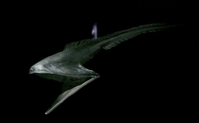 Мешкорот (Saccopharyngiformes)