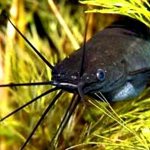 мешкожаберный сомик выглядывает из зарослей