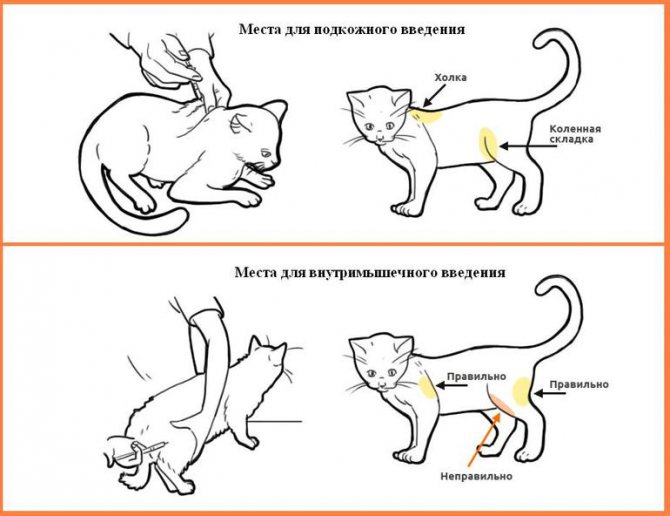 Места введения укола