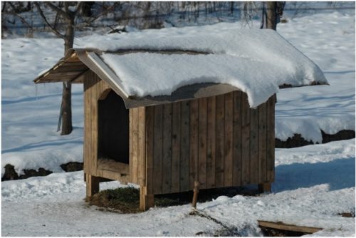 методы приучения собак к будке