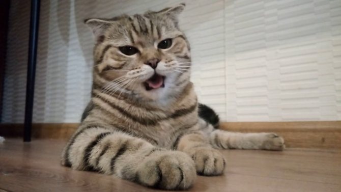 Милый котик