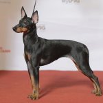 Миниатюрный терьер