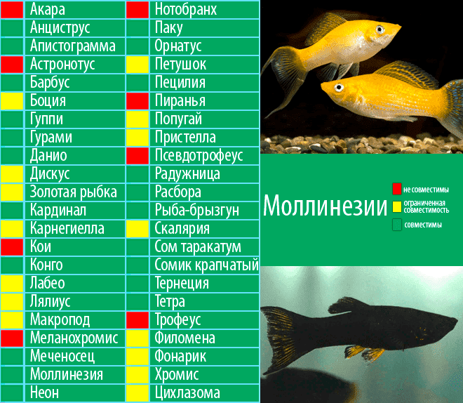 Моллинезия черная (рыбка): отличия самца от самки, размножение, беременная самка, болезни, содержание в общем аквариуме, мальки