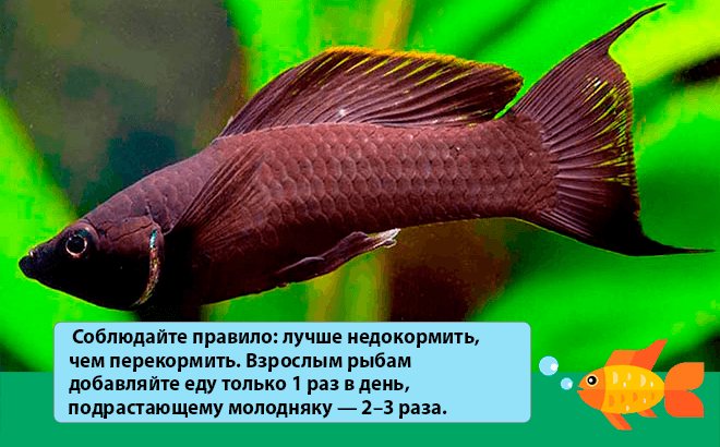 Моллинезия черная (рыбка): отличия самца от самки, размножение, беременная самка, болезни, содержание в общем аквариуме, мальки