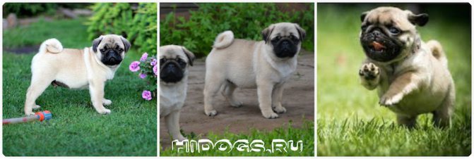Мопс: особенности ухода и содержания щенка.