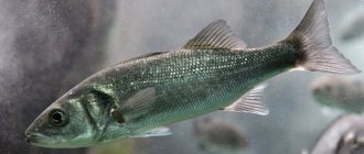 Морской волк