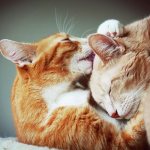 Может ли кастрированный кот хотеть кошку