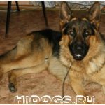 Можно ли держать немецкую овчарку в своей квартире, как правильно ухаживать, что знать перед покупкой щенка, обустроить место для собаки.