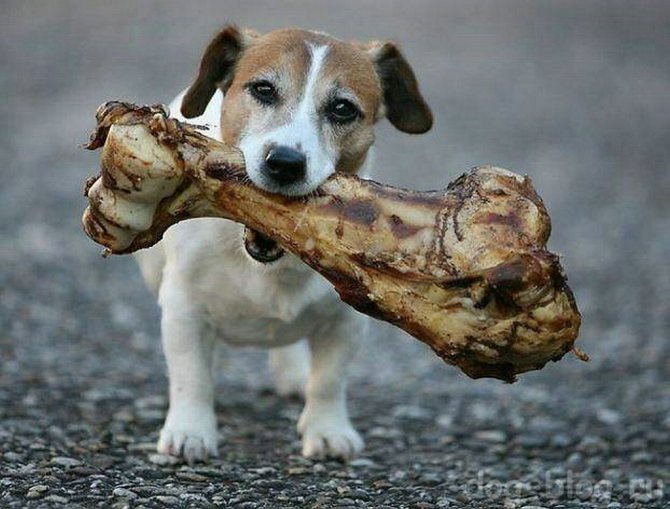 можно ли кости собаке